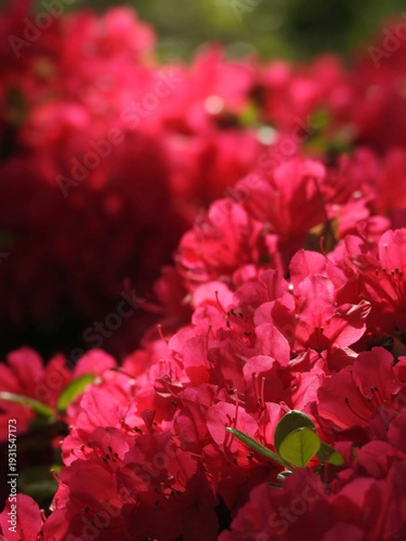 Obraz 遥かな血脈