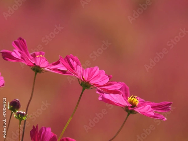 Obraz 砂塵を巻き上げよ