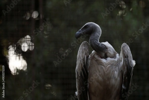 Fototapeta 横を向いたコシジロハゲワシのポートレート