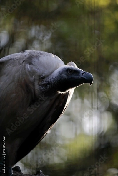 Fototapeta 横向きのコシジロハゲワシのポートレート