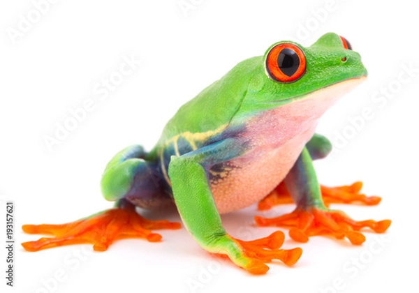Fototapeta Red eyed monkey tree frog, a tropical animal from the rain forest in Costa Rica isolated on white background. This amphibian is an endangered species and needs nature conservation..