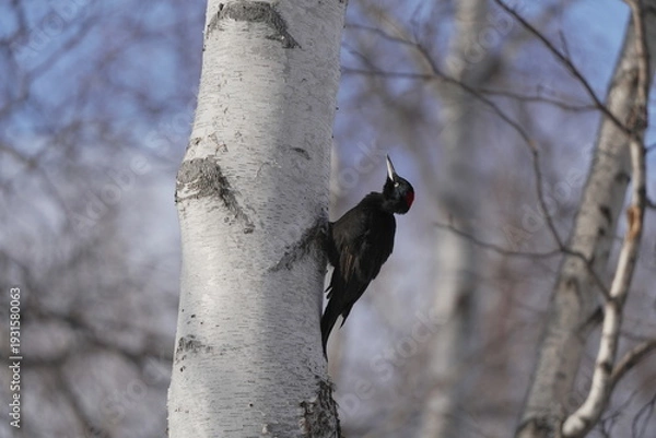 Obraz 木に止まる冬のクマゲラ