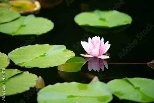 Obraz スイレンの咲く池