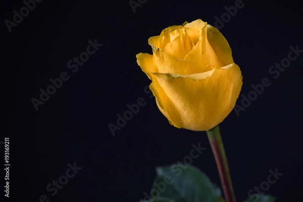 Fototapeta delicate yellow rose 