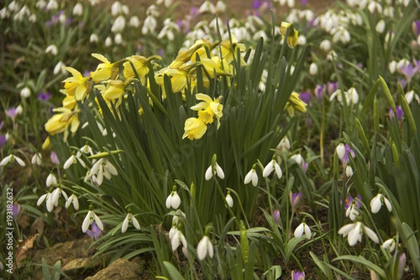 Obraz Żonkile i przemyśle