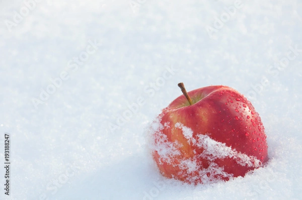 Obraz red apple in snow background