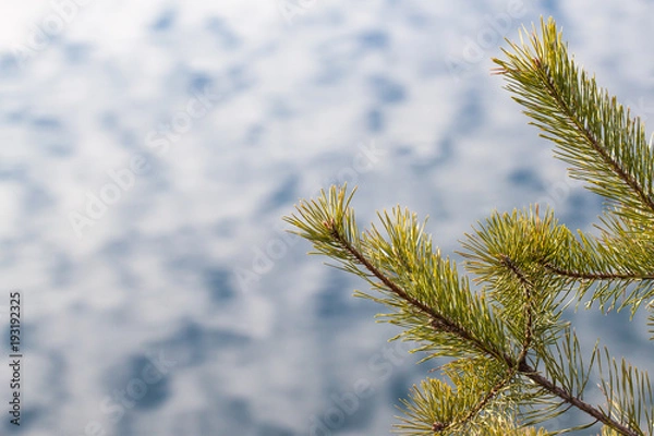 Fototapeta Pine on the background of the river