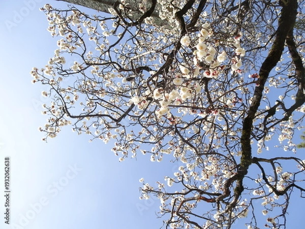 Obraz 満開の梅の花と空