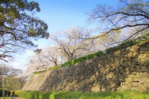 Obraz 福岡市の福岡城址石垣と満開の桜
