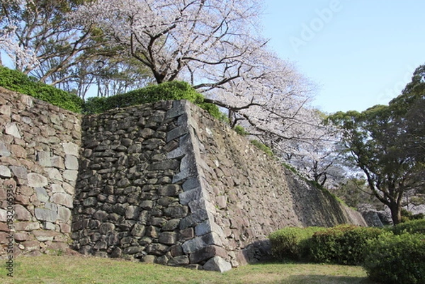 Obraz 福岡市の福岡城址石垣と満開の桜