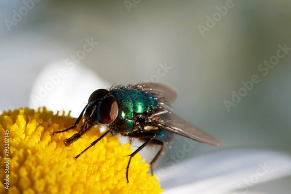 Obraz Fly sitting on camomile. Macro photo. White flower. Life of insects