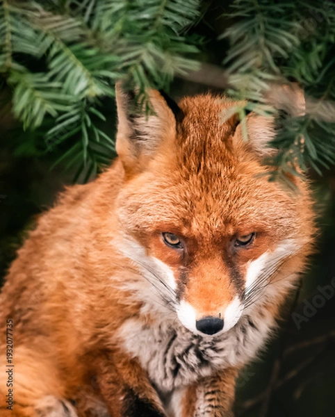 Fototapeta red fox