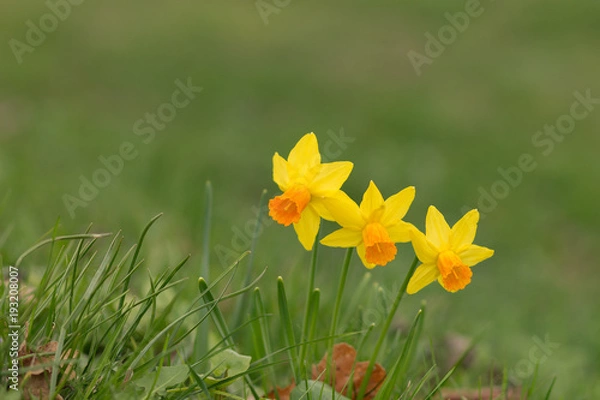 Fototapeta 3Narzissen