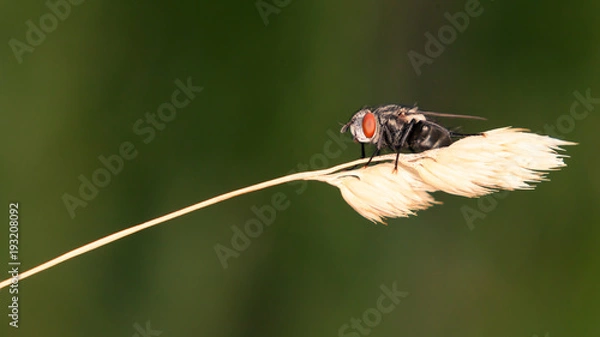 Fototapeta FliegeaufGras