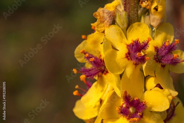 Fototapeta BüteGelbLila