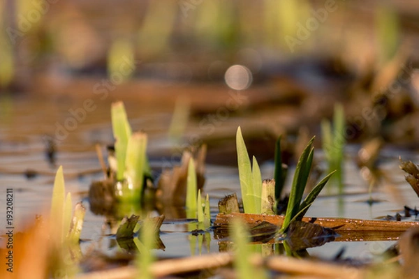 Fototapeta Wasserlilien