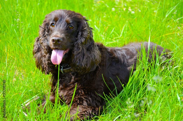 Fototapeta English cocker spaniel in green grass
