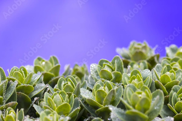 Fototapeta Hare cabbage with dew drops