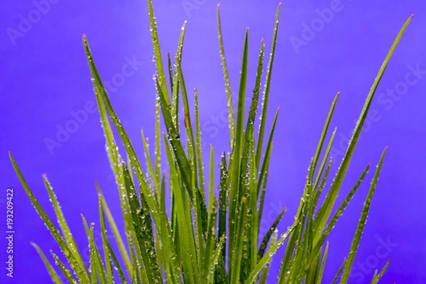 Fototapeta Grass on a purple background with drops of dew