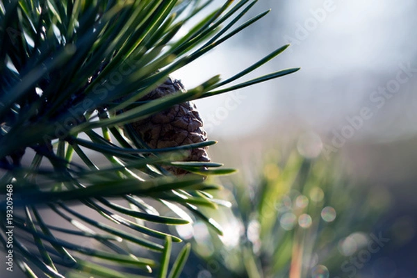 Fototapeta Pinecone on branch