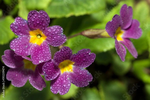 Obraz Primula flowers with dew drops