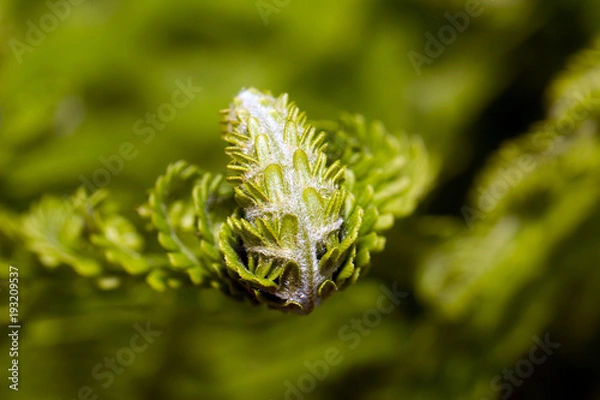 Fototapeta Flowering of the fern