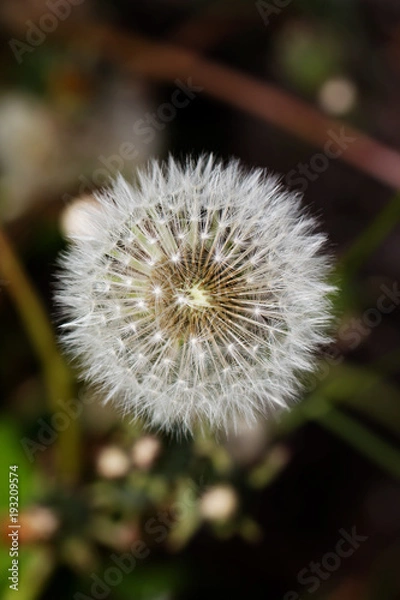 Obraz Dandelion closeup