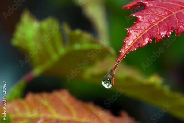Obraz Water drops on green leaf for background