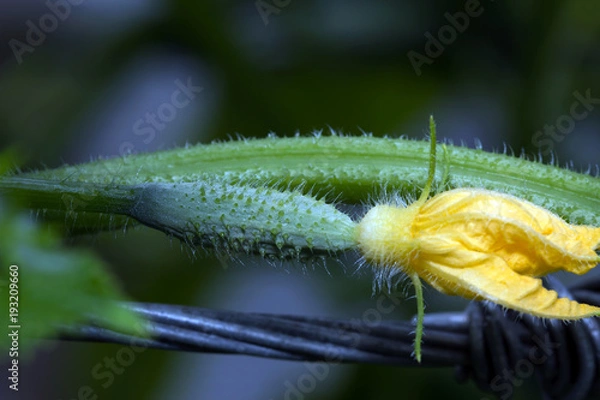Fototapeta Flowering cucumbers in the greenhouse