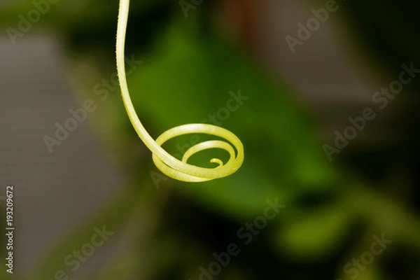 Fototapeta Flowering cucumbers in the greenhouse