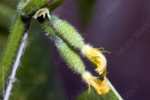 Fototapeta Flowering cucumbers in the greenhouse