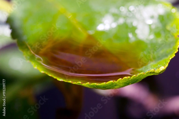 Obraz Water drops on green leaf for background