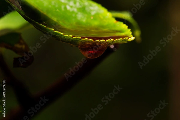 Obraz Water drops on green leaf for background