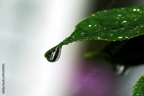 Obraz Water drops on green leaf for background