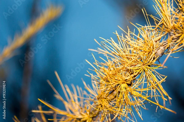 Fototapeta Close up view of pine tree branch. Pine tree branch with needles, sticks and cones