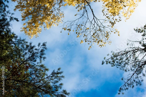Fototapeta Trees and sky at the north of Russia