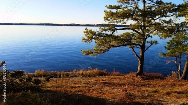 Obraz Pine tree on the St. Lawrence River