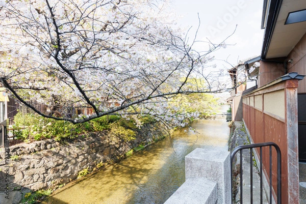 Obraz 京都・祇園白川と桜