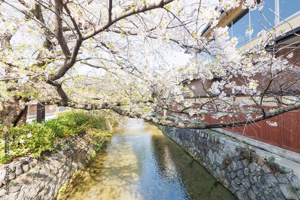 Obraz 京都・祇園白川と桜
