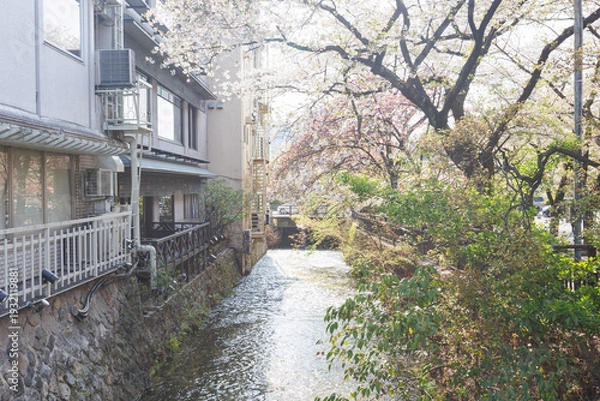 Obraz 京都・祇園白川と桜