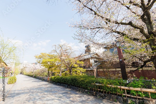 Obraz 京都・祇園白川と桜