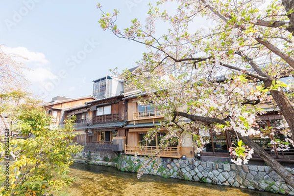 Fototapeta 京都・祇園白川と桜