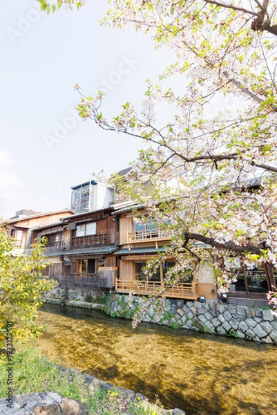 Obraz 京都・祇園白川と桜