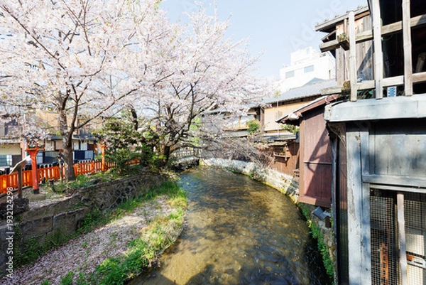 Obraz 京都・祇園白川と桜