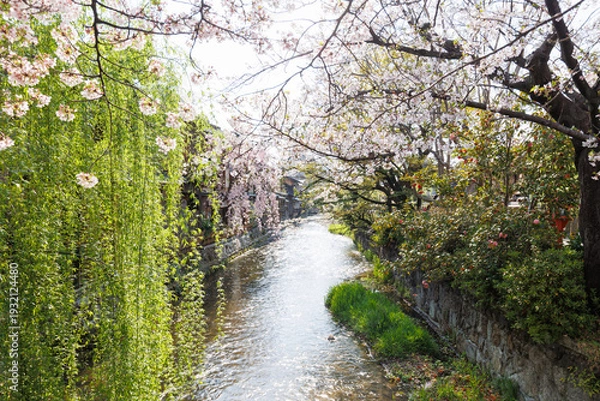 Fototapeta 京都・祇園白川と桜