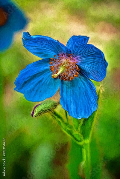 Obraz アンデスの青いけしの花