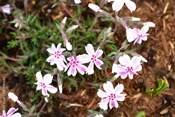 Obraz シバザクラの花