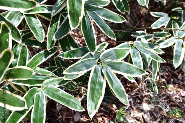 Obraz クマザサの葉