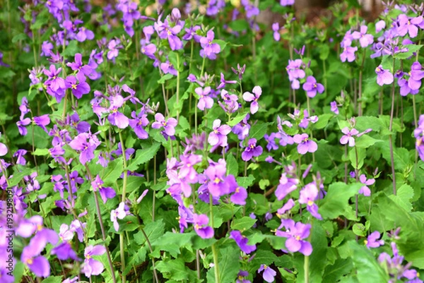 Obraz ハナダイコンの花