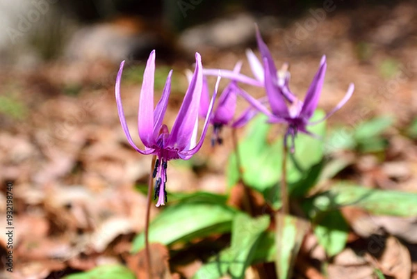Obraz カタクリの花